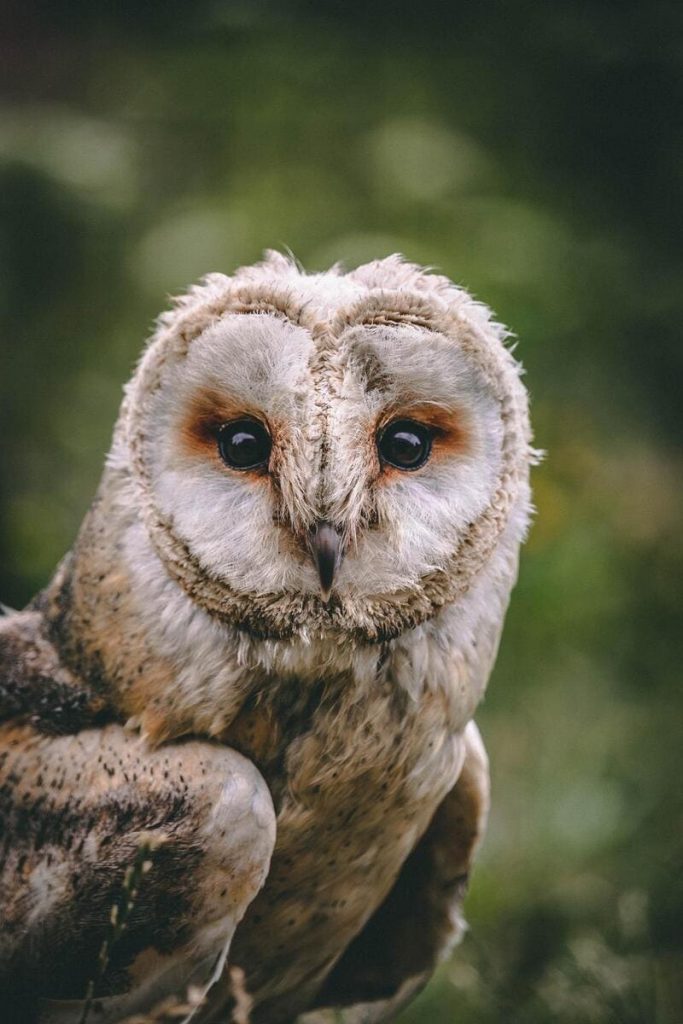 Do Owls sleep with their eyes open?