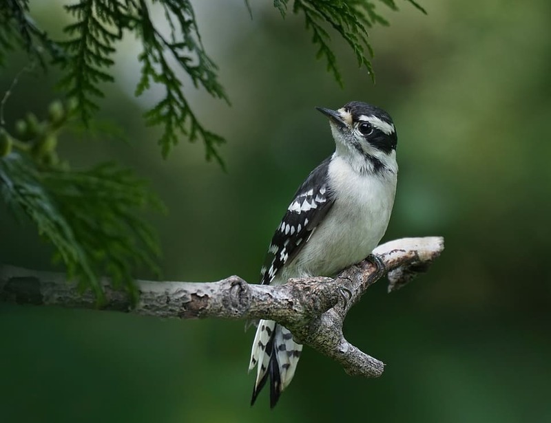 Downy Woodpecker Small Bird with Black and White Heads