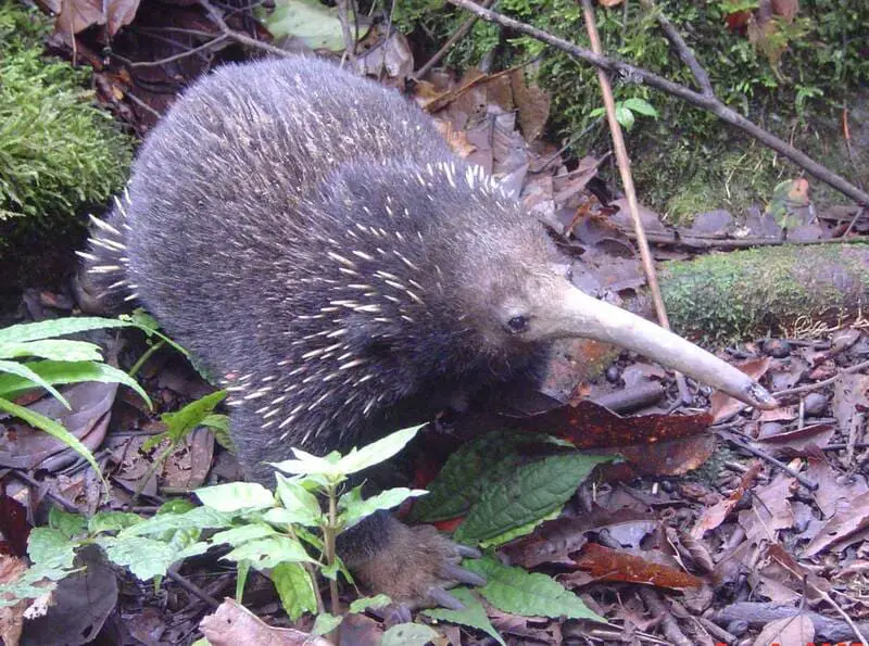 Eastern Long-beaked Echidna