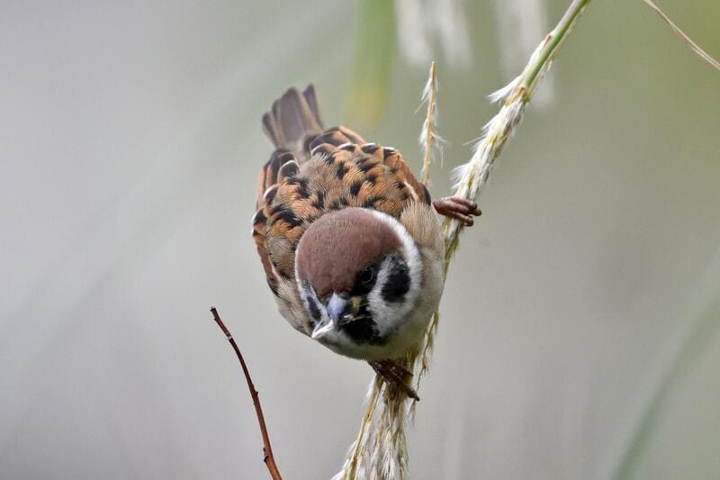  Birds That Look Like Sparrows