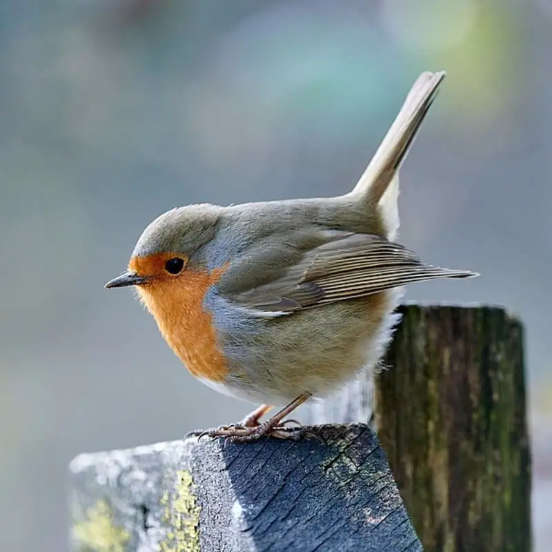 European Robin