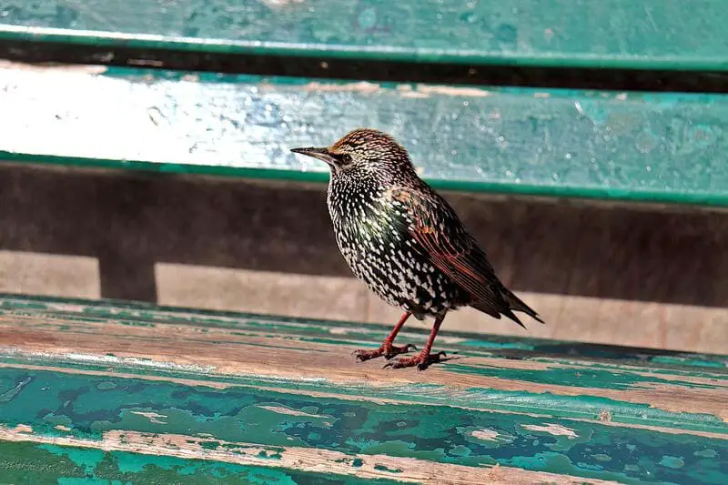 European Starling