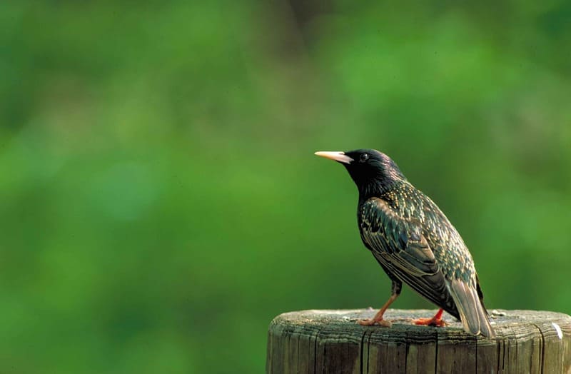 European starling - black birds with yellow beaks