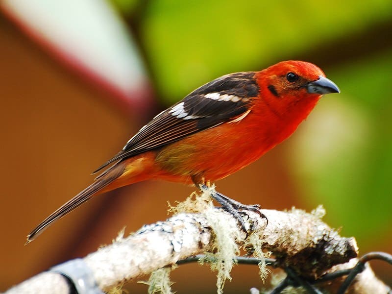 Flame-colored Tanager 