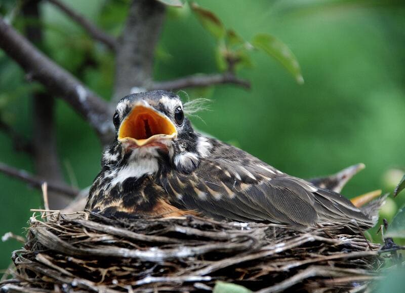 Gestation Period for Robins
