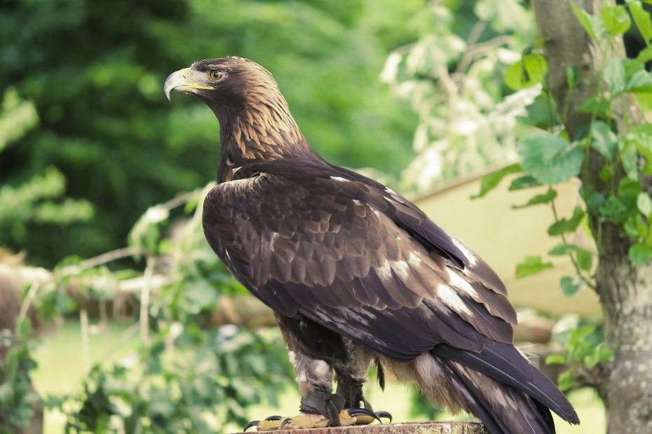 10 Birds that look like Bald Eagles (With Photos) BirdieExpert