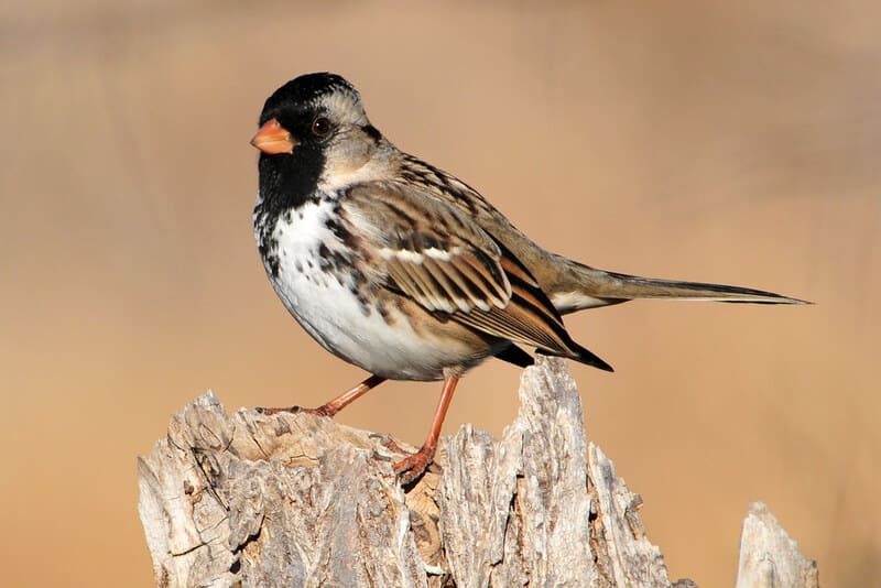 Harris’s Sparrow