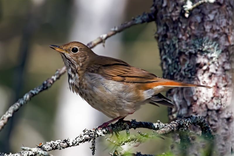 Hermit Thrush - Birds that Look Like Robins but Are Not