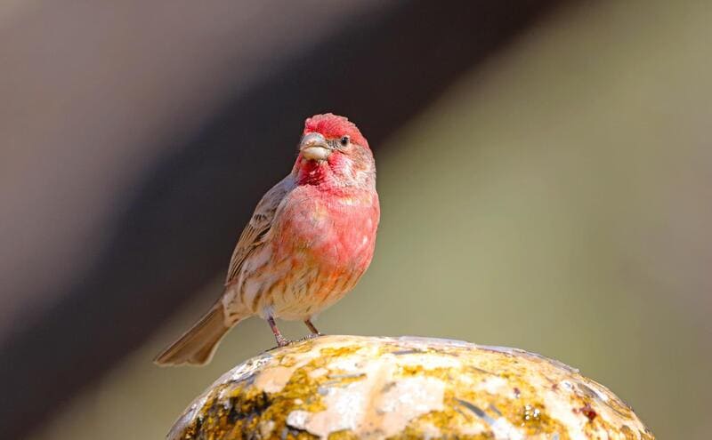 House Finch Bird That Look Like Sparrows