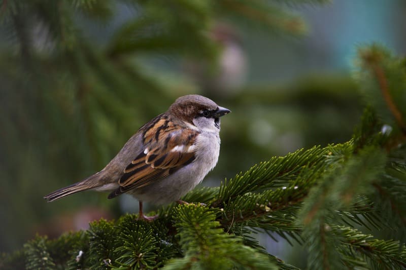 House Sparrow