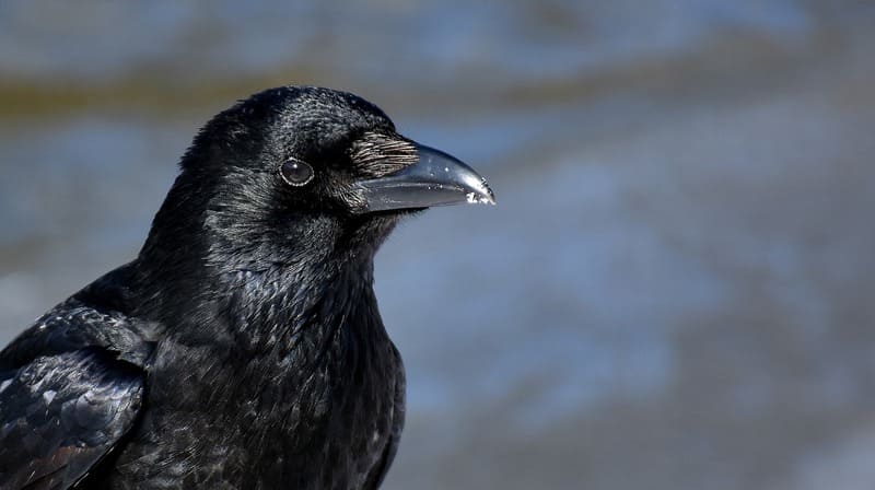 How To Attract Ravens