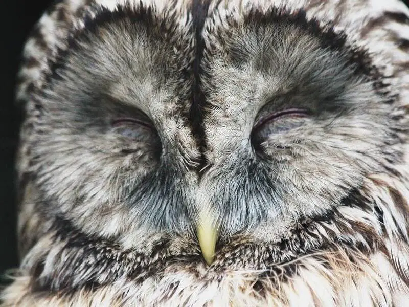 How do Owls Sleep