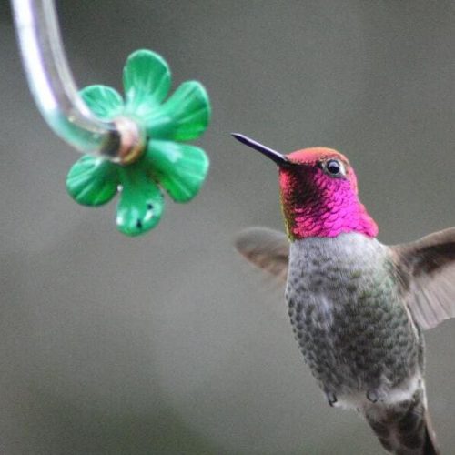 Hummingbird Nectar Recipe 