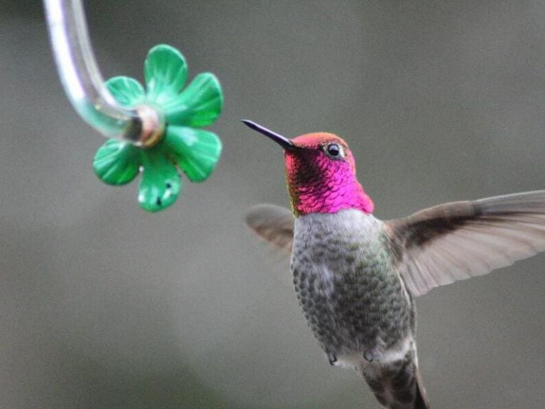 Hummingbird Nectar Recipe: The best homemade recipe