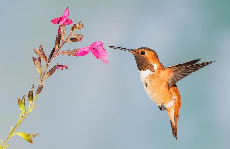 Is hummingbird good luck?

