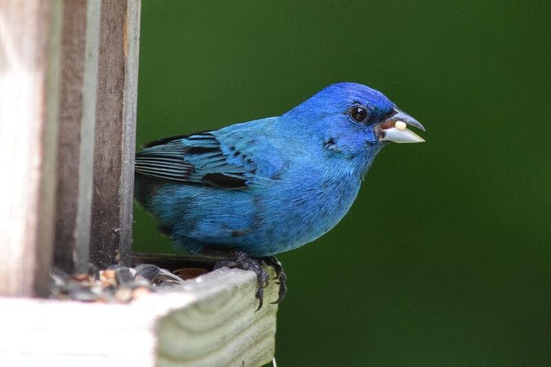 Indigo-Bunting