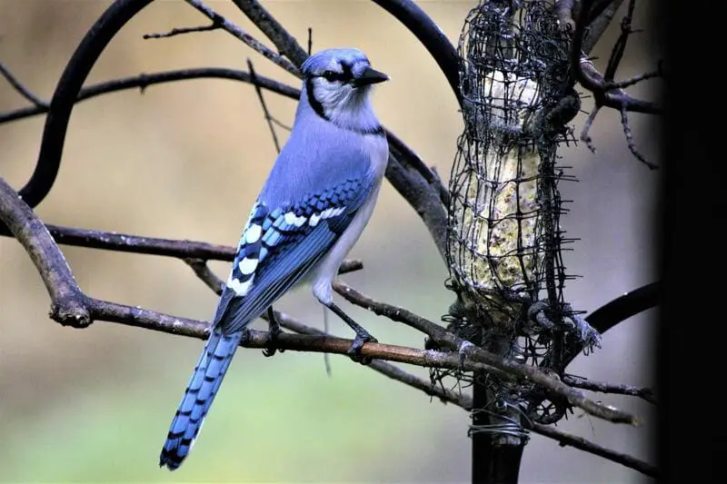 Jays - Birds That Eat Dead Animals