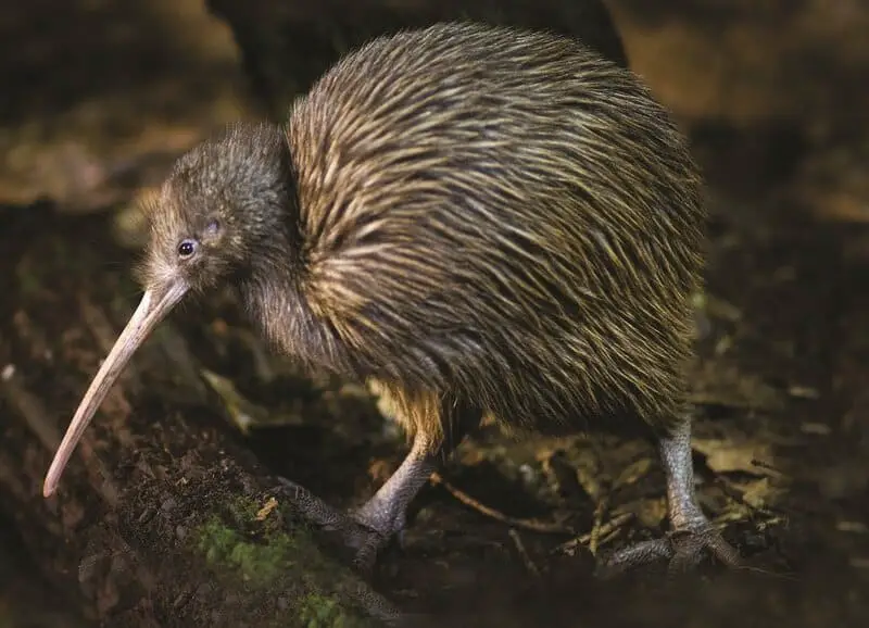 Kiwi Bird