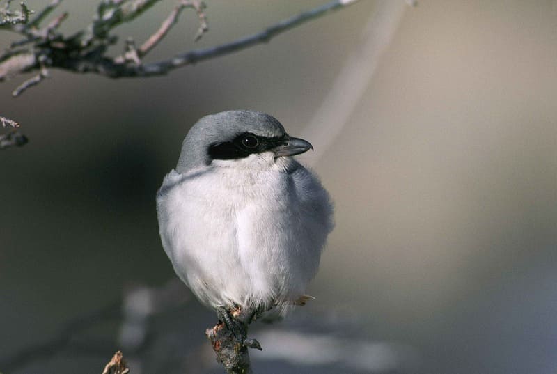 Loggerhead Shrike