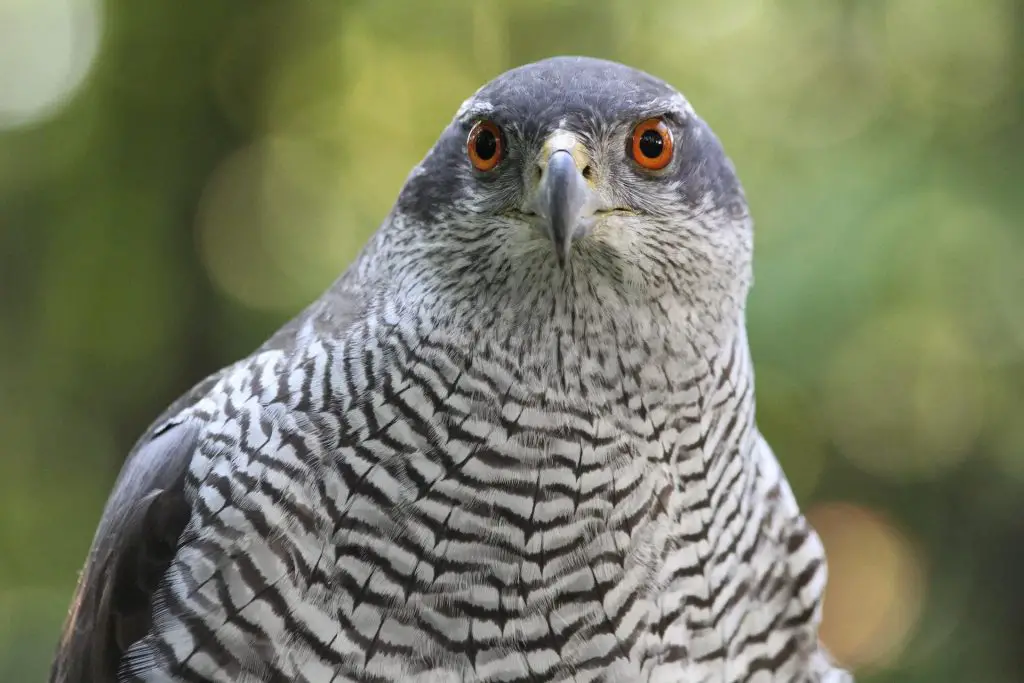 Northern Goshawk