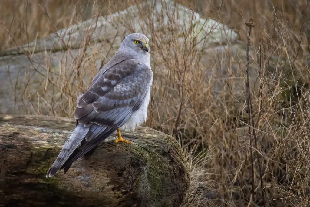 Northern Harrier