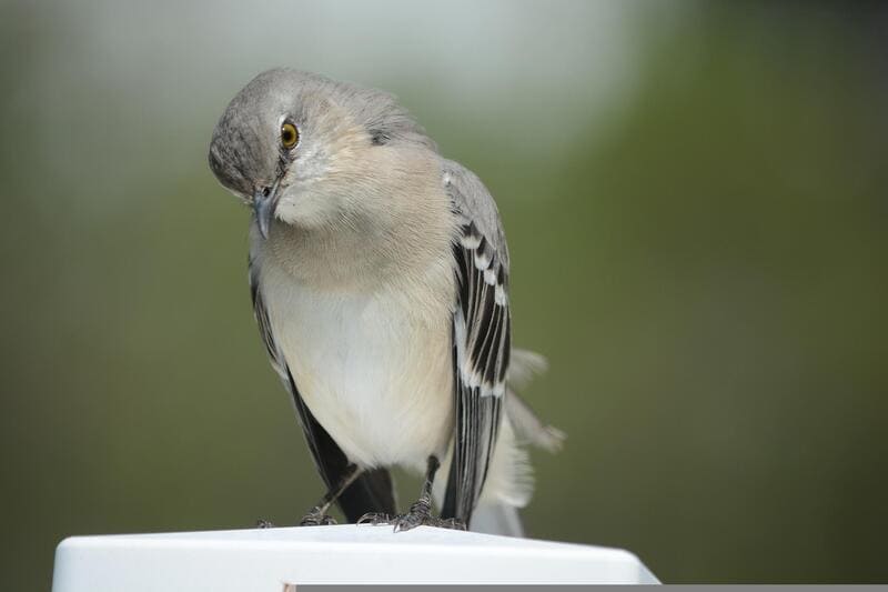 Northern Mockingbird -  birds that sound like a car alarm