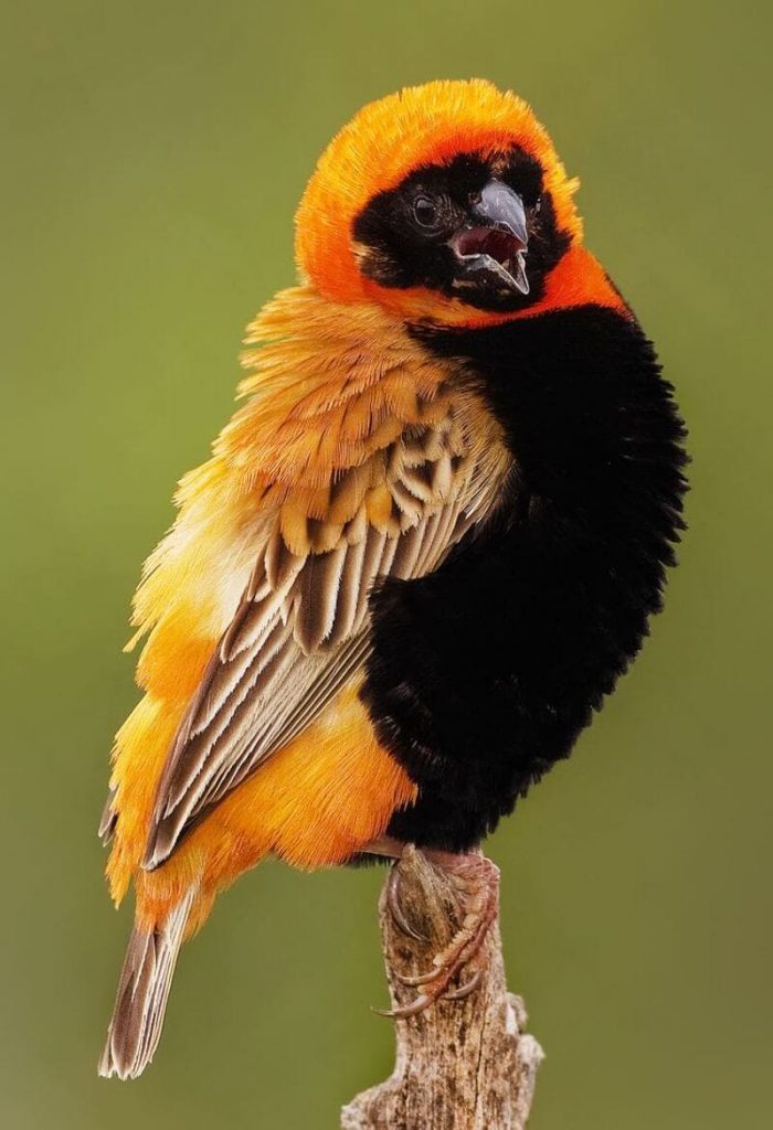 Birds That Are Orange - Northern Red Bishop
