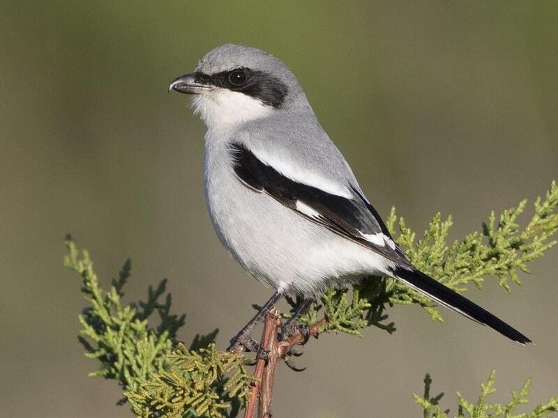 Northern Shrike