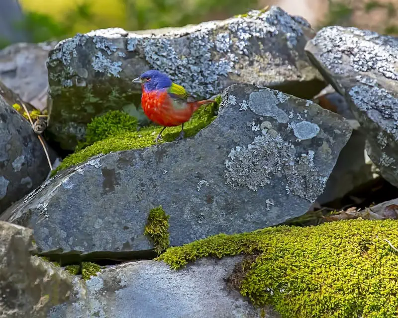 Painted Bunting