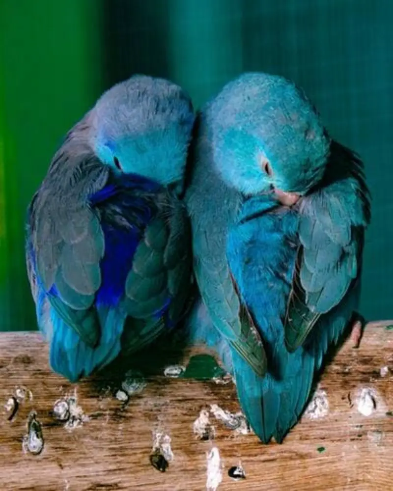 Parrotlets