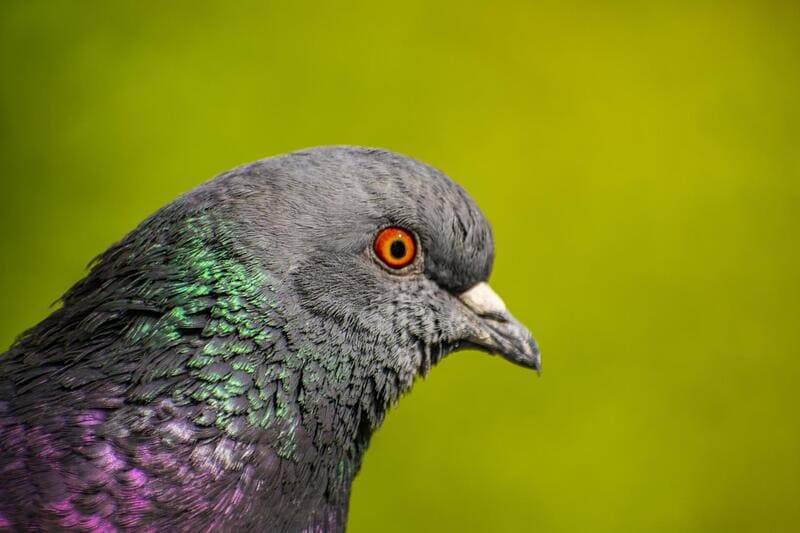 Pigeon