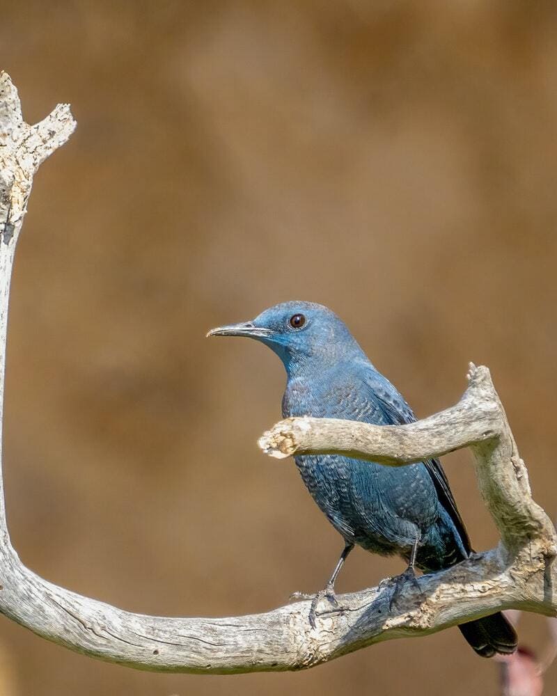 Blue Birds in Washington State