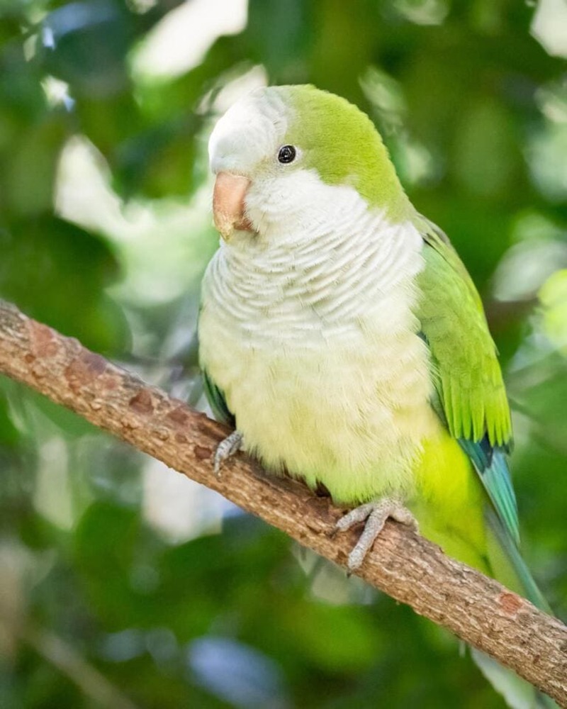 Quaker Parrot - Cheap Talking Birds
