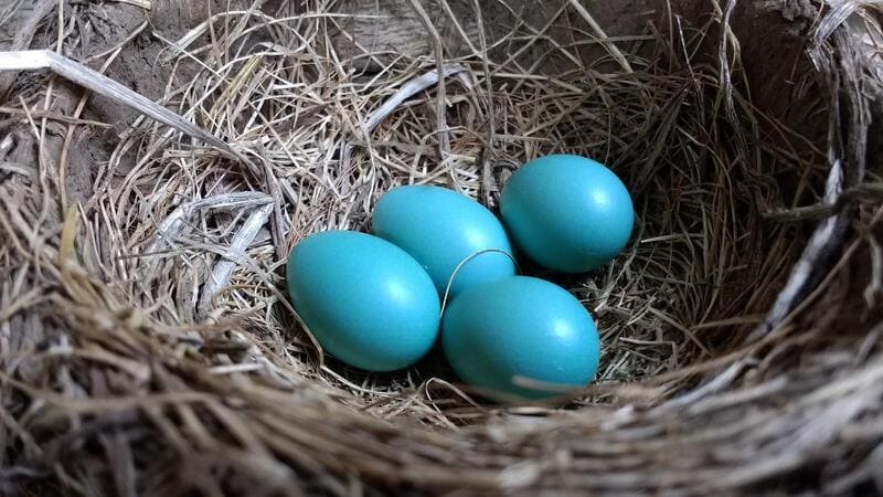 Robins eggs in the nest