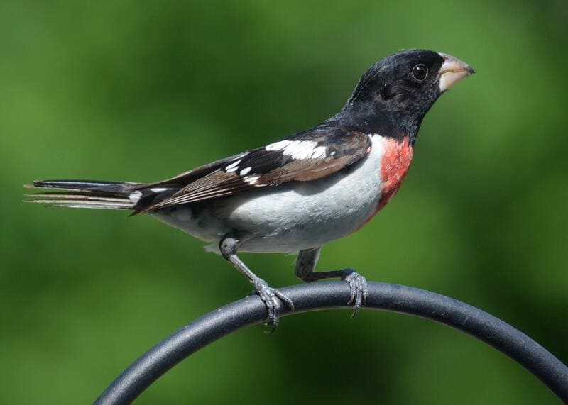 Rose-breasted Grosbeak