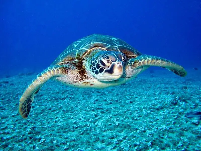 Sea Turtles