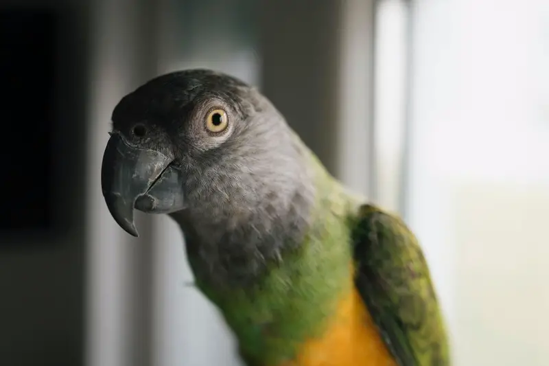 Senegal Parrot