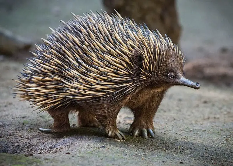 Short-beaked Echidnas