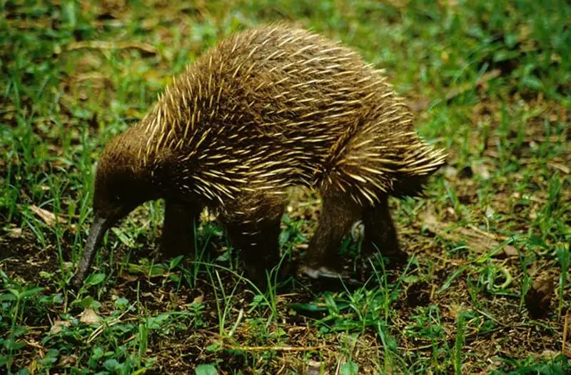 Sir David’s Long-beaked Echidna