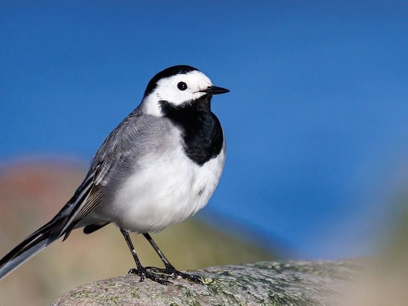 Small Birds with Black and White Heads