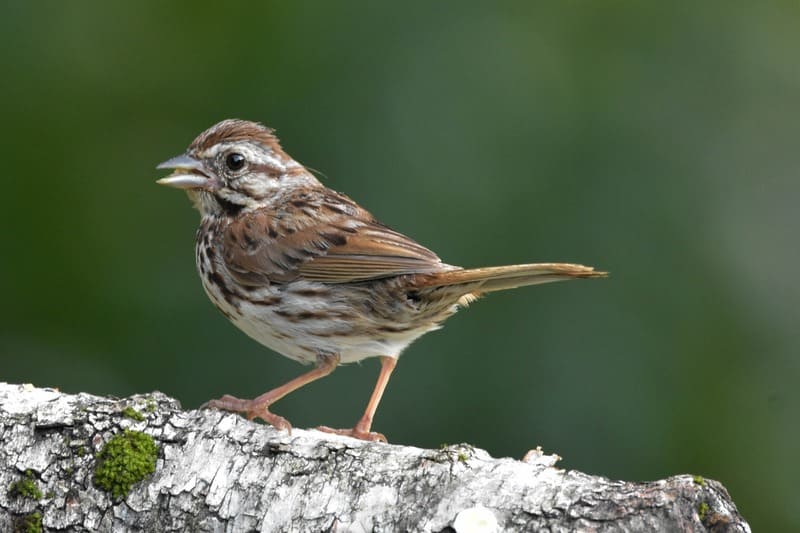 Song Sparrow