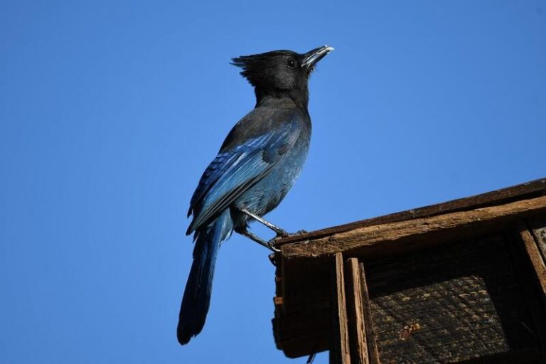 8 Types of Blue Birds in Washington State (With Photos, ID & Info!)