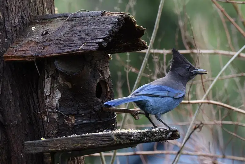 Steller's Jay