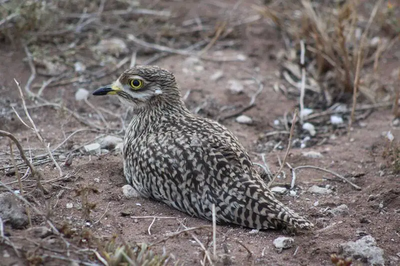 Stone Curlew