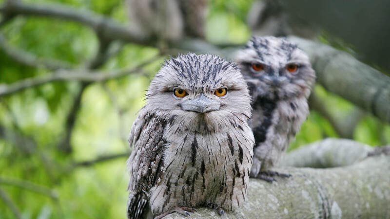 Tawny Frogmouth