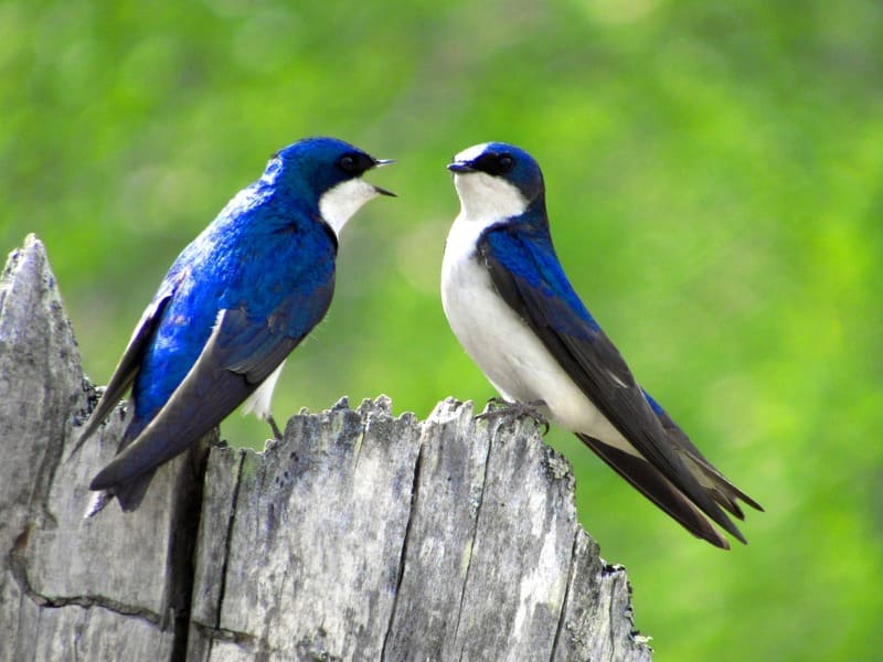 Tree Swallow Blue and Black Bird