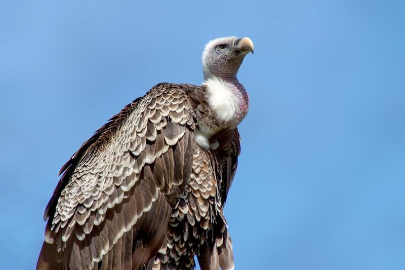 Birds That Eat Dead Animals