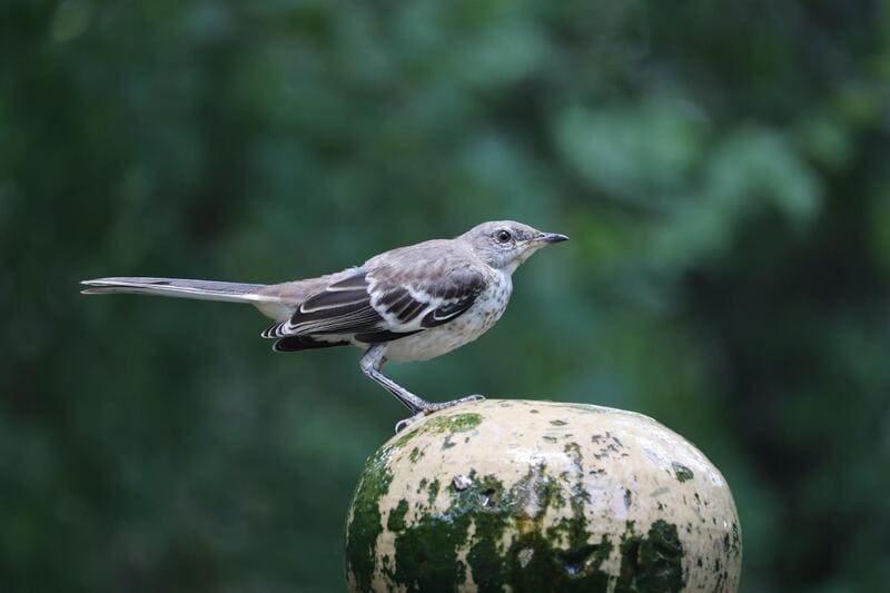 What Home Remedy Keeps Birds Away