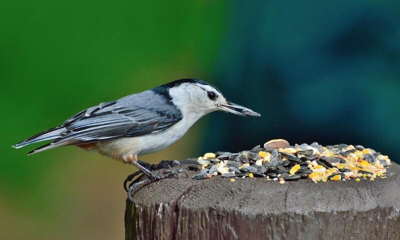 White-breasted Nuthatch