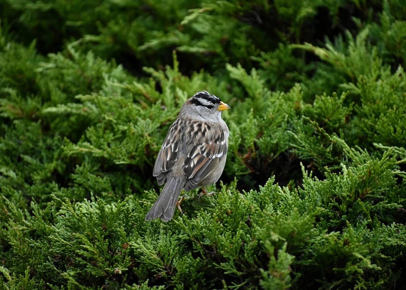 White-crowned Sparrow - Birds That Look Like Sparrows